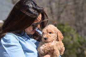 Breeder contacts, breed information, puppy buying tips, rescue, heartwarming stories, outstanding breed publications, newsletter, havanese happenings seantiago havanese reg'd. Crockett Doodles Hypoallergenic Dogs In Greenville Sc Goldendoodle Puppy 41 Jpg Labradoodle Puppies For Sale Goldendoodle Puppy For Sale Havanese
