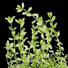 Image result for Bacopa monnieri