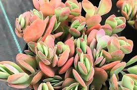 Image result for Kalanchoe rotundifolia