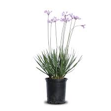 Image result for Tulbaghia