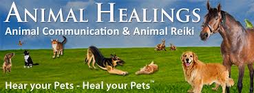 We bring you our thanks for name of animal who lived among us and. Golden Cord Meditation Helps Your Pet Find Their Way Home