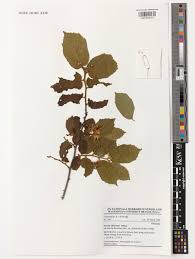 Image result for Grewia olukondae