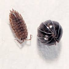 Pill bugs are sometimes referred to as rollie pollies. Pill Bugs Armadillidium Living Pack 50 Carolina Com