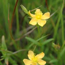Image result for Hypericum lalandii