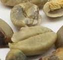 Coffee bean Sorting Solutions | TOMRA