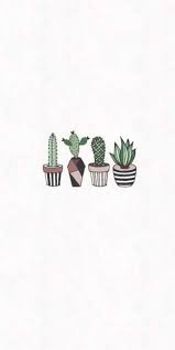 Tons of awesome cactus aesthetic wallpapers to download for free. Cactaceae Whatspaper