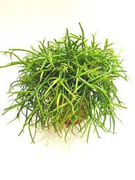 Image result for Rhipsalis baccifera
