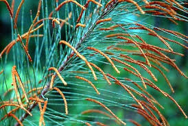 Image result for Casuarina littoralis