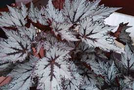 California Spring Trials Formerly Pack Trials Silver Plant Part Shade Plants Perennial Flowering Plants