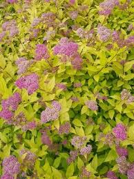 Image result for spirea japonica gold princess