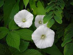White Morning Glory Flower White Morning Glory Morning Glory In Purple Morning Glory In Blue Morning Glory Flowers Moon Garden