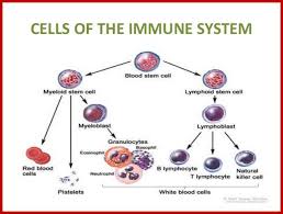 cells and tissues of immune system