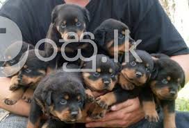 Buy royal canin rottweiler puppy breed specific dry dog food, 30 lb. Rottweiler Puppies For Sale Matara