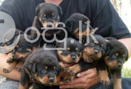 Sire :pablo crni vitez (direct imported) (grandson of adrk champion hero. Rottweiler Puppies For Sale Matara