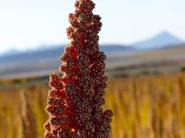 Image result for Basellaceae