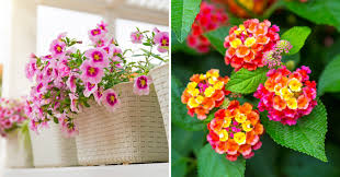 Si possono trovare piante con fiori rossi, rosa o anche bianchi o gialli. Bellissimi Fiori Da Balcone E Terrazzo Da Coltivare In Pieno Sole Ispiratevi