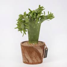 Image result for Senecio letouzeyanus