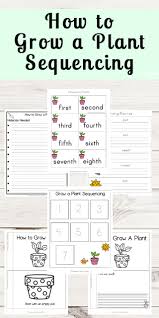 Life cycle of a sunflower worksheet pack. Free Steps To Planting A Seed Sequencing Worksheet For Kindergarten