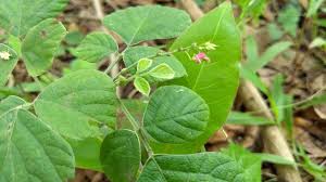 Image result for Pseudarthria