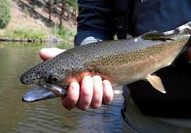 Foliage along the rainbow falls trail includes spruce, mountain ash, asters, monkshood and the bright red blooms of the crimson bee balm, also known as scarlet bergamot. These Buck Hen Donaldson Rainbow Falls Mountain Trout Facebook