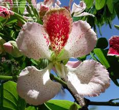 Image result for Bauhinia monandra