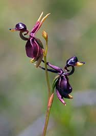 27 Hubsche Orchideen Und Blumen Mit Originellen Formen Blumenarten Orchideen Arten Und Pflanzen