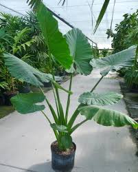 Alocasia Macrorrhiza Borneo Giant Plants Plant Life Garden