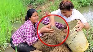 Gadis cantik tangkap ikan di sawah padi sendirian. Wow Lihat Cara Perempuan Ini Menangkap Ikan Di Sawah Tribunstyle Com