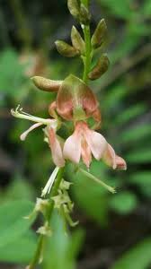 Image result for Indigofera