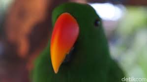 Gambar flora dan fauna burung. Flora Dan Fauna Khas Indonesia Bagian Timur Kamu Tahu Nggak Ya