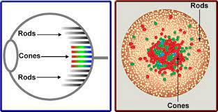 Metal kitchen rack w \/metal rods vs cones color vision tetrachromacy. Why You Should Take The Complete Color Blind Test Iristech