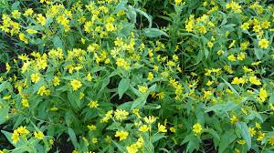 Image result for Guizotia