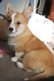 Maybe you would like to learn more about one of these? Wish They All Had Tails Because Docking Them Is Pretty Barbaric Not Our Pic But We Have A Corgi With Floppy Ears And A Tail Corgi Dog Corgi Corgi Pembroke