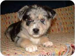 Puppies for sale australian shepherd and hunting pointer mix mix $600 (inl > riverside). Southern California Ca Australian Shepherd Meet Vienna A Pet For Adoption