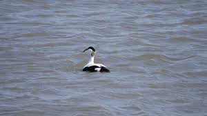 Eiderente f (genitive eiderente, plural eiderenten). Von Einem Anderen Stern Flugelschlag Und Leisetreter