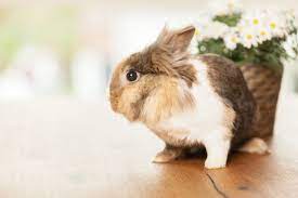 Based on all cover types for a cat or dog from 01/01/21 to 25/03/2021. Are Rabbits Lagging Behind In Basic Pet Care Practices