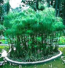Image result for Cyperus papyrus