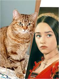 What is the cat's name in the image?