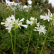 We did not find results for: Agapanthus Little Dutch White 1 4l Eddington House Nursery
