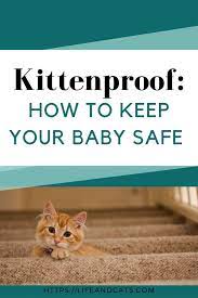 Kitten Proofing Your Home Life Cats Kitten Proofing Kitten Care Kitten Adoption