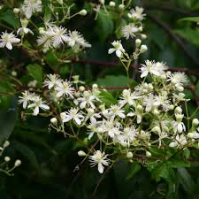 Image result for Clematis commutata
