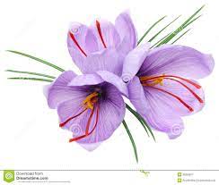 Saffron Flowers Crocus Isolated White Background 35252677 Jpg Jpeg Image 1300 1102 Pixels Scaled 72 Crocus Flower Saffron Crocus Saffron Flower