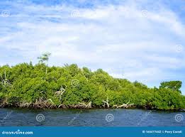 Image result for Rhizophoraceae