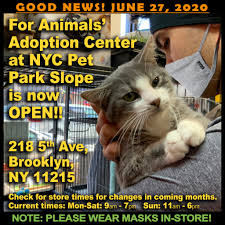 Thank you for your interest in adopting a cat with brooklyn animal action! News Events For Animals Inc