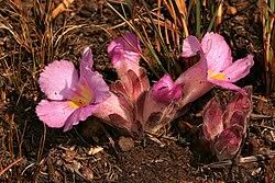 Image result for Harveya