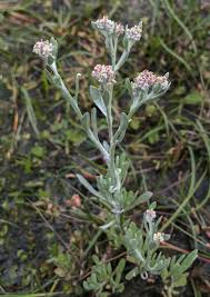 Image result for Vellereophyton dealbatum