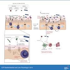 Celiac Disease Should We Care About Microbes American Journal Of Physiology Gastrointestinal And Liver Physiology