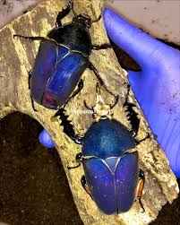 Image result for Buchnera speciosa