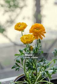 Image result for Ranunculaceae