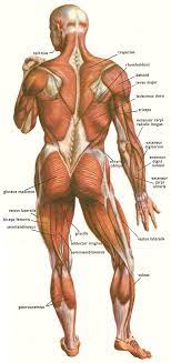 Back muscle chart, find out more about back muscle chart. Arm Muscle Chart Drian